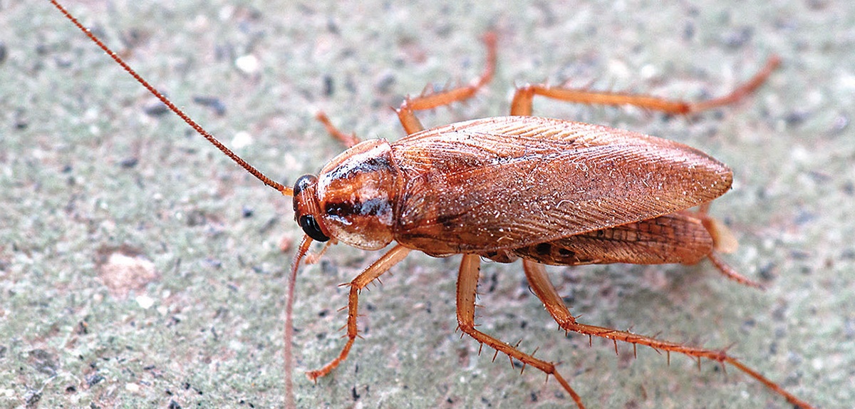 German cockroach (image: CC Lmbuga)